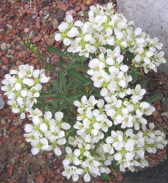 Алиссум (бурачок) цветы белого цвета